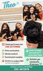 Ultimo Barboncino Toy Nero disponibile