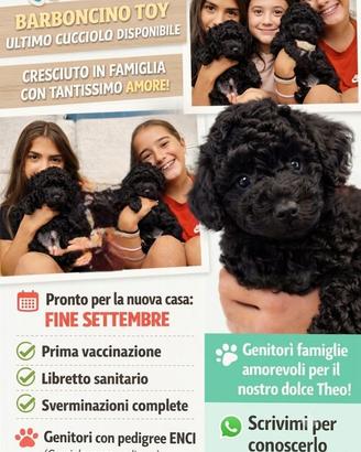 Ultimo Barboncino Toy Nero disponibile
