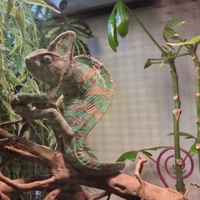 Camaleonte Calypratus