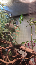 Camaleonte Calypratus