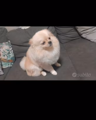 Spitz nano adulto