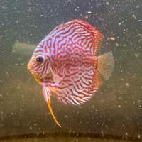 Pesce DISCUS