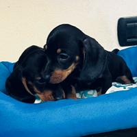 CRAZY DOG bassotti 2 mesi