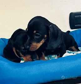 CRAZY DOG bassotti 2 mesi