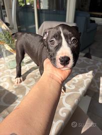 American pitbull terrier