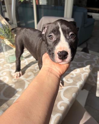 American pitbull terrier