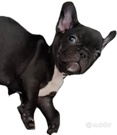Buldog francese