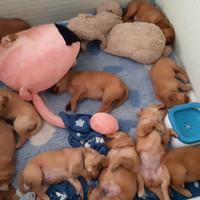 Cuccioli golden retriever linea inglese