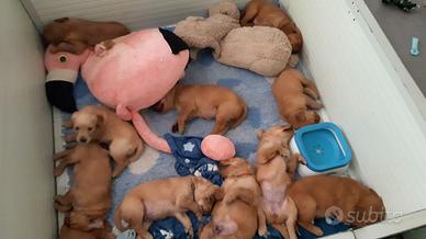 Cuccioli golden retriever linea inglese