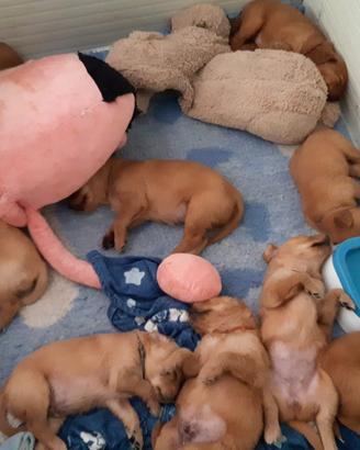 Cuccioli golden retriever linea inglese