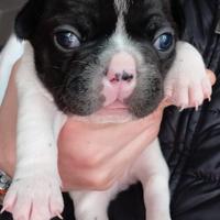 Buldog francese