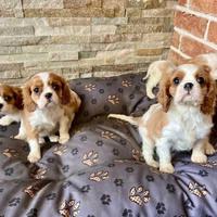 Cavalier King
