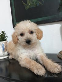 Barboncina cucciola nana