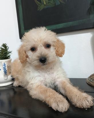 Barboncina cucciola nana