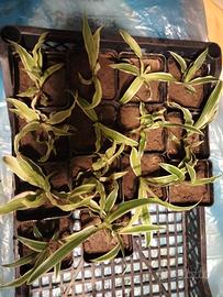 Pianta ragno (Chlorophytum comosum )