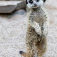 Suricato baby