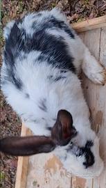 Conigli Papillon x Californiana