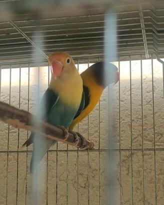 inseparabili personatus,Fisher e caico testa nera