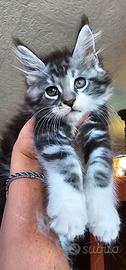 cucciolo di maine coon maschietto 