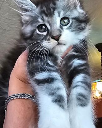cucciolo di maine coon maschietto 