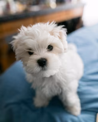 Maltese toy