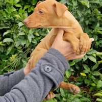 Ultimo cucciolo di Cirneco dell' Etna