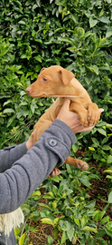 Ultimo cucciolo di Cirneco dell' Etna