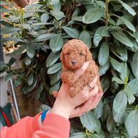 Cuccioli di barboncino