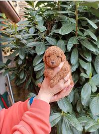 Cuccioli di barboncino