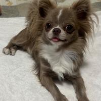 Chihuahua maschio per accoppiamento