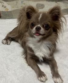 Chihuahua maschio per accoppiamento