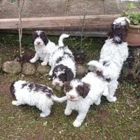 Cuccioli lagotto romagnolo