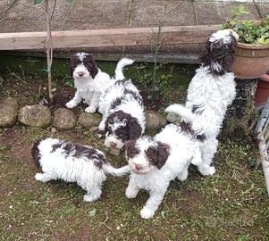 Cuccioli lagotto romagnolo