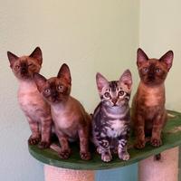 Cuccioli 3 mesi razza Bengala - Pedigree ENFI