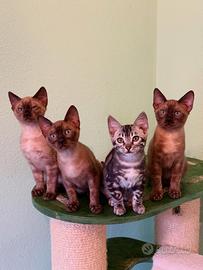 Cuccioli 3 mesi razza Bengala - Pedigree ENFI