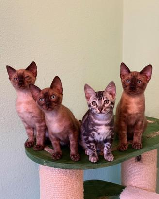 Cuccioli 3 mesi razza Bengala - Pedigree ENFI