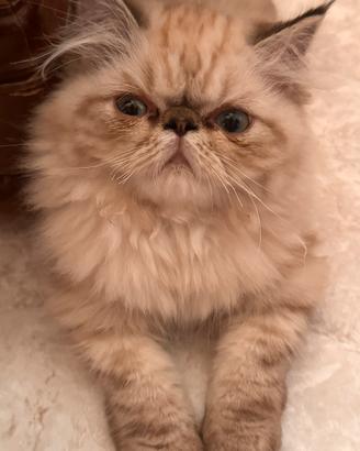 Gattino persiano iper tipico