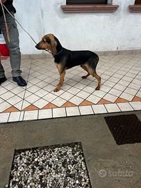 Segugio Italiano (maschietto)