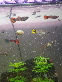 Guppy mix tiger e cobra