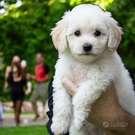Barboncini nani bianchi