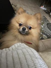 Spitz tedesco Pomerania nano originale
