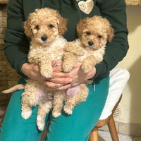 Cuccioli di barboncino toy