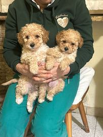 Cuccioli di barboncino toy