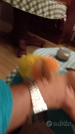 Inseparabili pull testa arancio