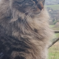 Gatto maschio incrocio maine coon