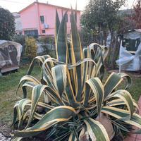 Agave