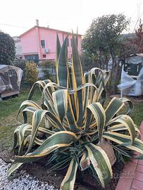 Agave