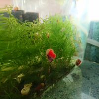 Planorbarius lumaca chiocciola acquario