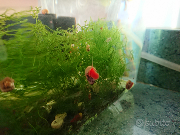 Planorbarius lumaca chiocciola acquario