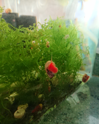 Planorbarius lumaca chiocciola acquario